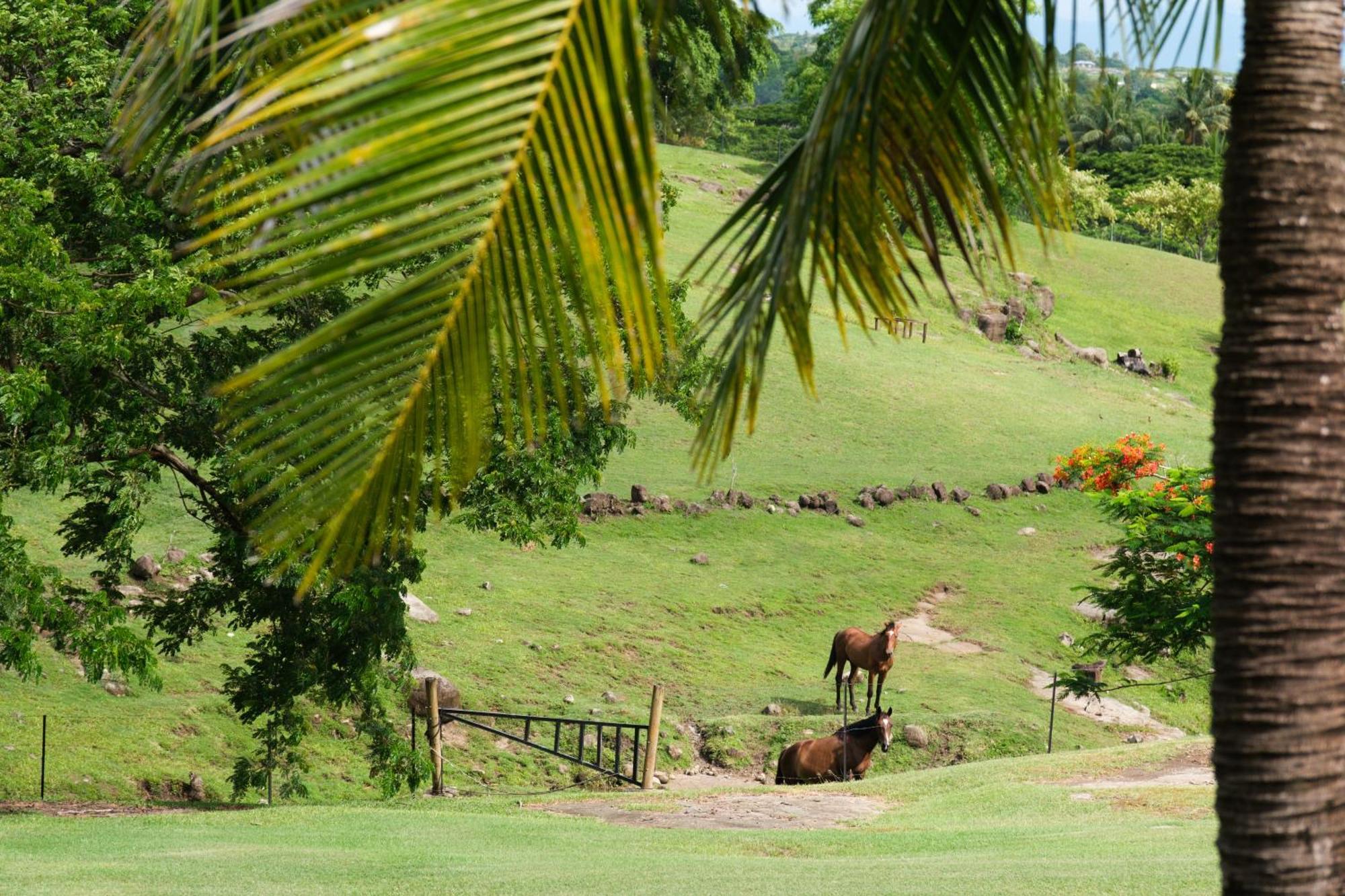 Paradis Sur Terre 6 Bedroom Dual Villas With Pools And Views Lauwaki Eksteriør billede